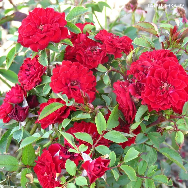 Роза Данко Писта миниатюрная Imperial Rose