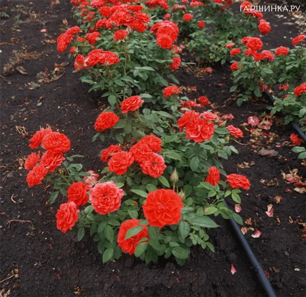 Роза Джинджер миниатюрная Imperial Rose