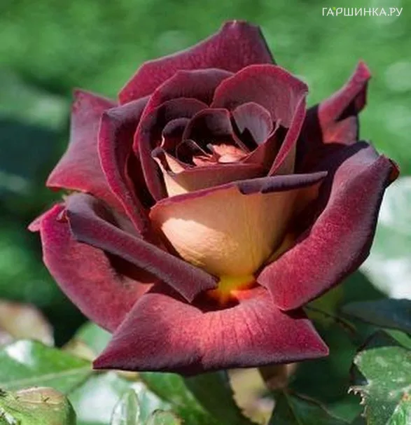 Роза Эдди Митчел чайно-гибридная, Топалович (лиц)