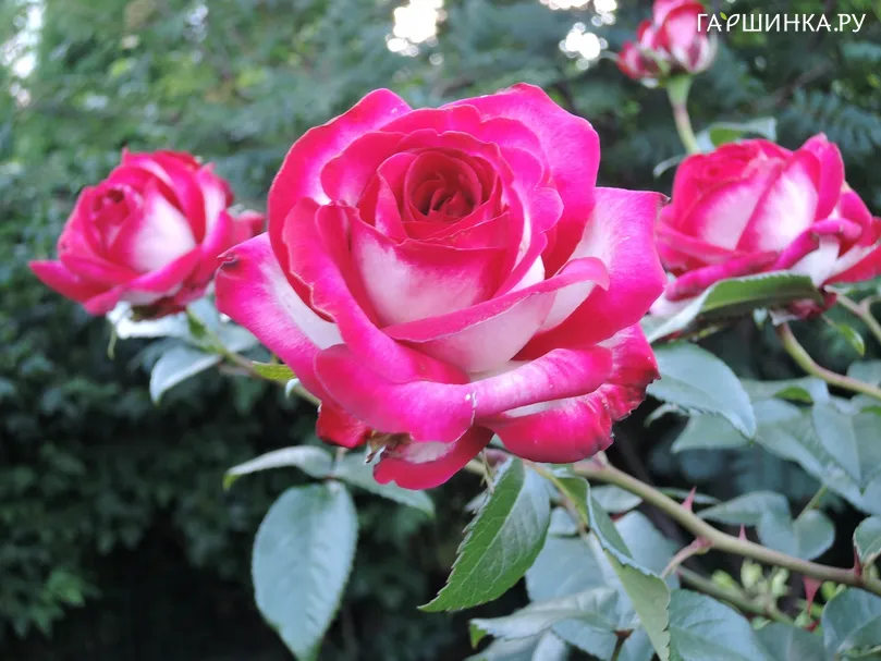 Роза Файр Леди чайно-гибридная, Imperial Rose