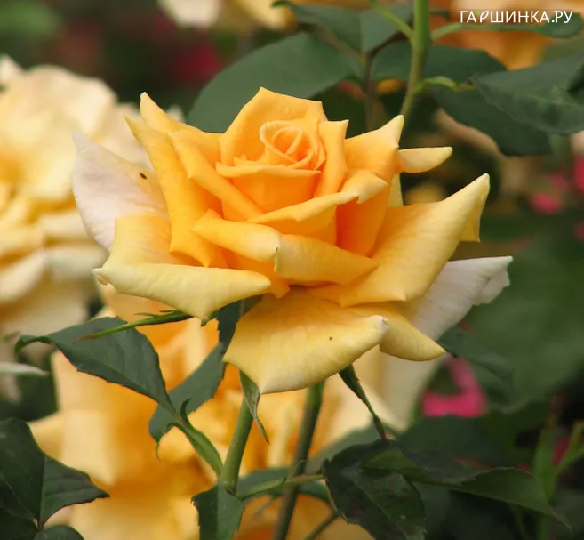 Роза Голден Лиф чайно-гибридная, Imperial Rose