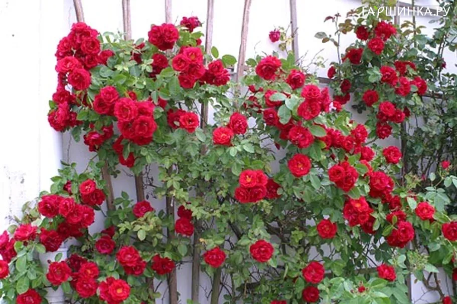 Роза Грандесса плетистая Imperial Rose