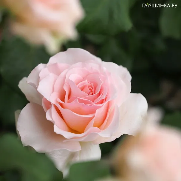 Роза Иоганн Штраус чайно-гибридная Imperial Rose