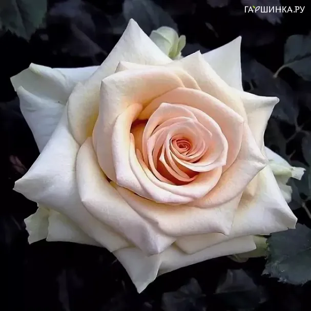 Роза Карл Хениз Ханиш чайно-гибридная, Imperial Rose