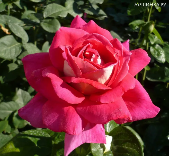 Роза Кроненбург чайно-гибридная, Топалович (лиц)