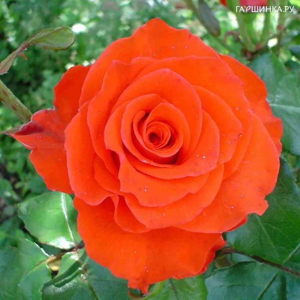 Роза Лав Стори чайно-гибридная Imperial Rose