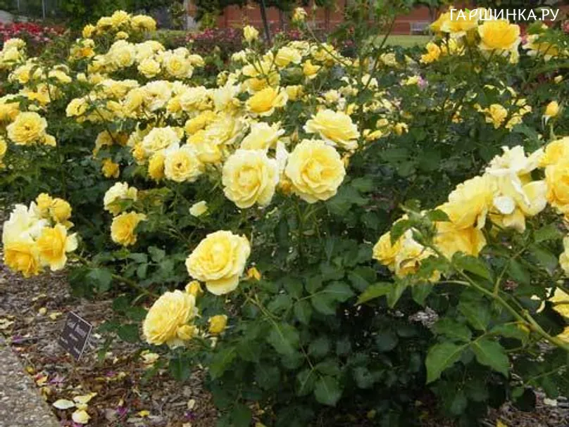 Роза Олголд флорибунда, Империал Роуз Imperial Rose