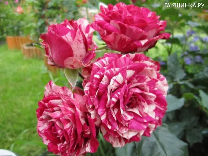 Роза Папагено флорибунда, Imperial Rose
