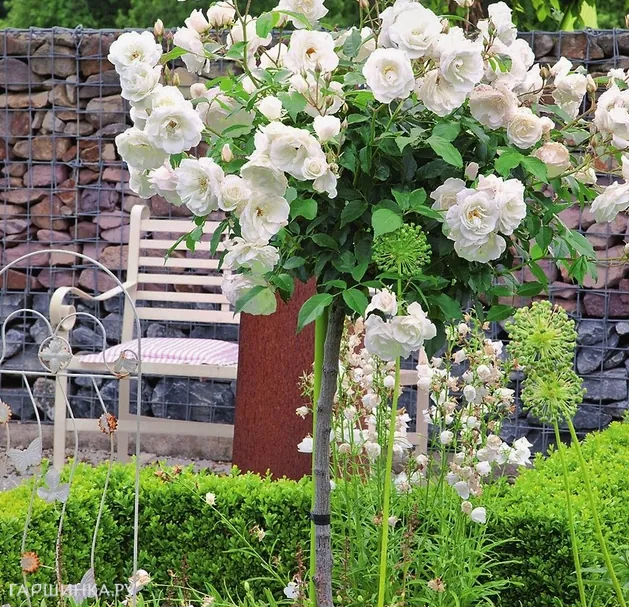 Роза Шнеевитхен на штамбе 90 см