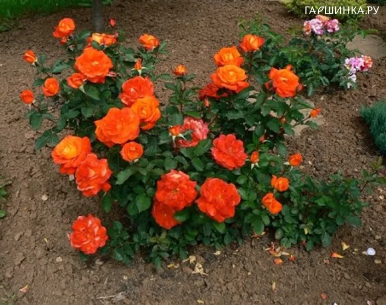 Роза Супер Трупер флорибунда, Imperial Rose