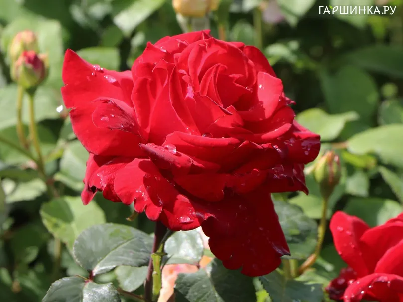 Роза Ульмер Мюнстер кустарниковая, Imperial Rose