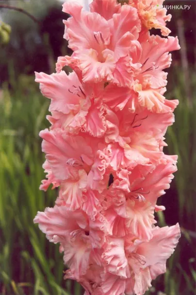 Гладиолус Розовое гофре 2 шт