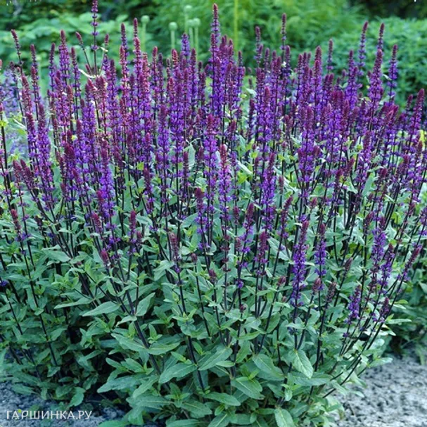 Шалфей (сальвия) дубравный Карадонна