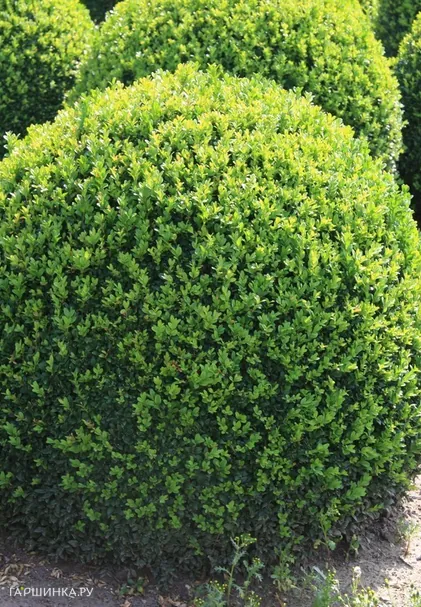 Самшит вечнозеленый