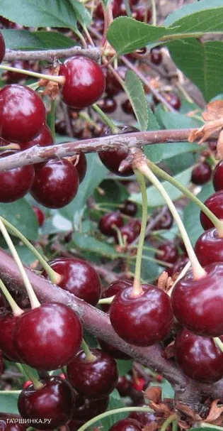 Вишня Щедрая