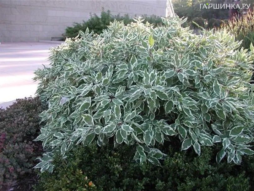 Дерен Сибирика Вариегата