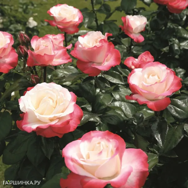 Роза Сентимент чайно-гибридная, Imperial Rose