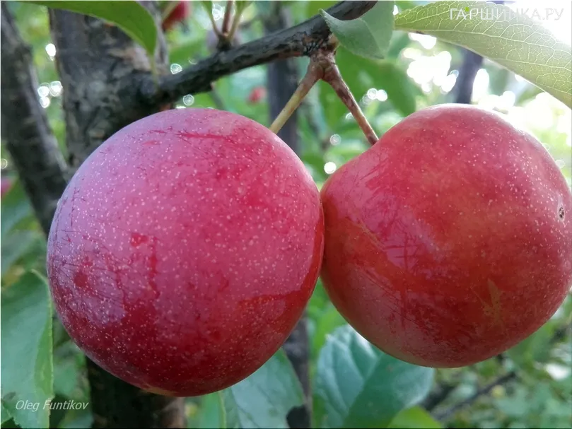 Слива Шаровая
