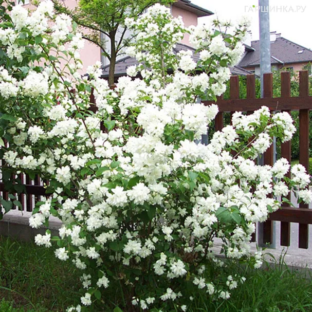 Чубушник Шнеештурм