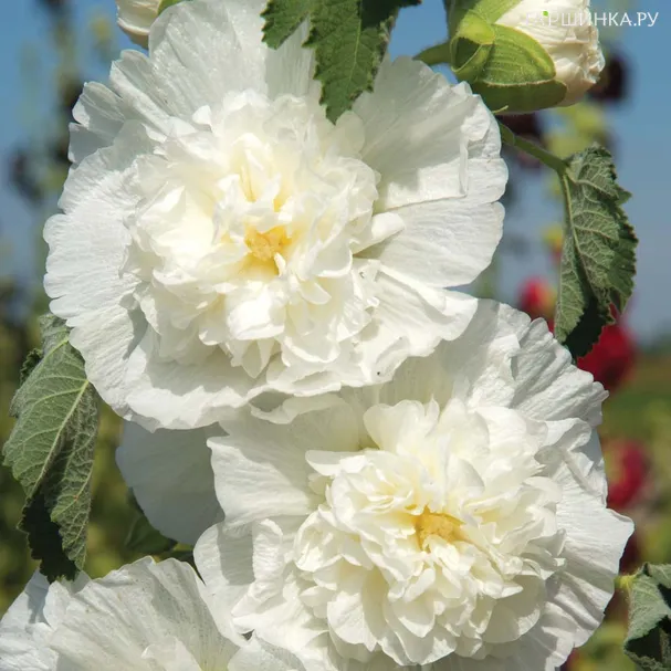 Шток-роза (Мальва) Double White махровая