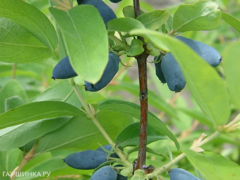 Жимолость Синяя птица