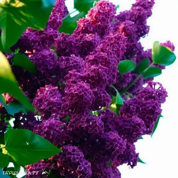 Сирень обыкновенная Людвига Шпета на штамбе 100 см