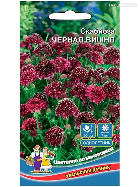 Скабиоза Черная вишня 15 шт