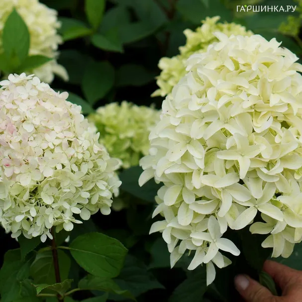 Гортензия Скайфолл (Небосклон) метельчатая