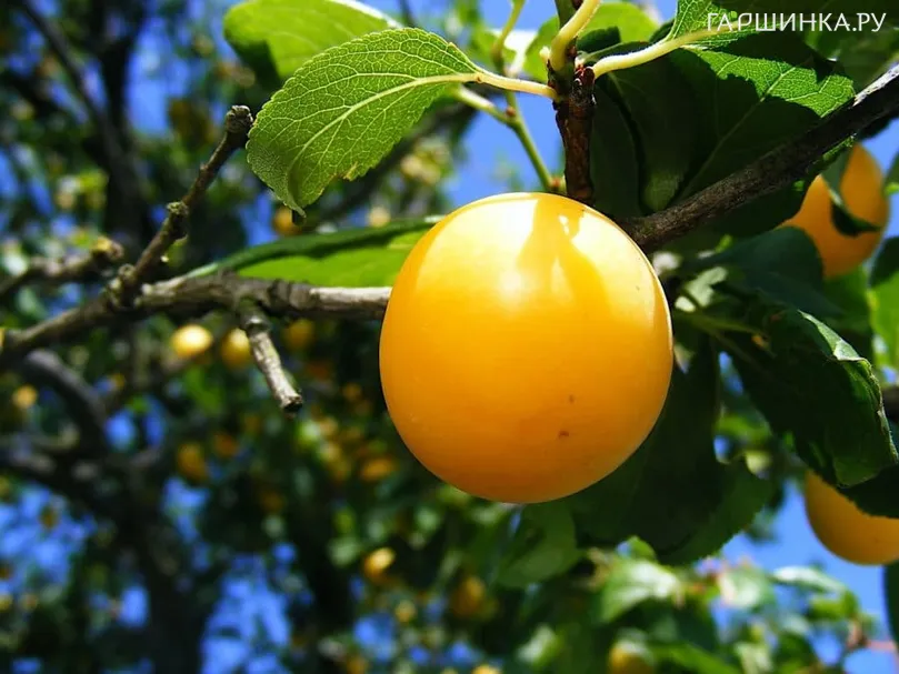 Слива Гибрид Фибинга