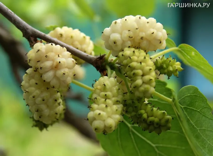 Шелковица Милановик белая