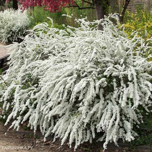 Спирея Грефшейм серая