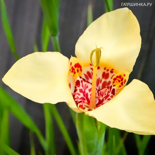 Тигридия Крем 10 шт