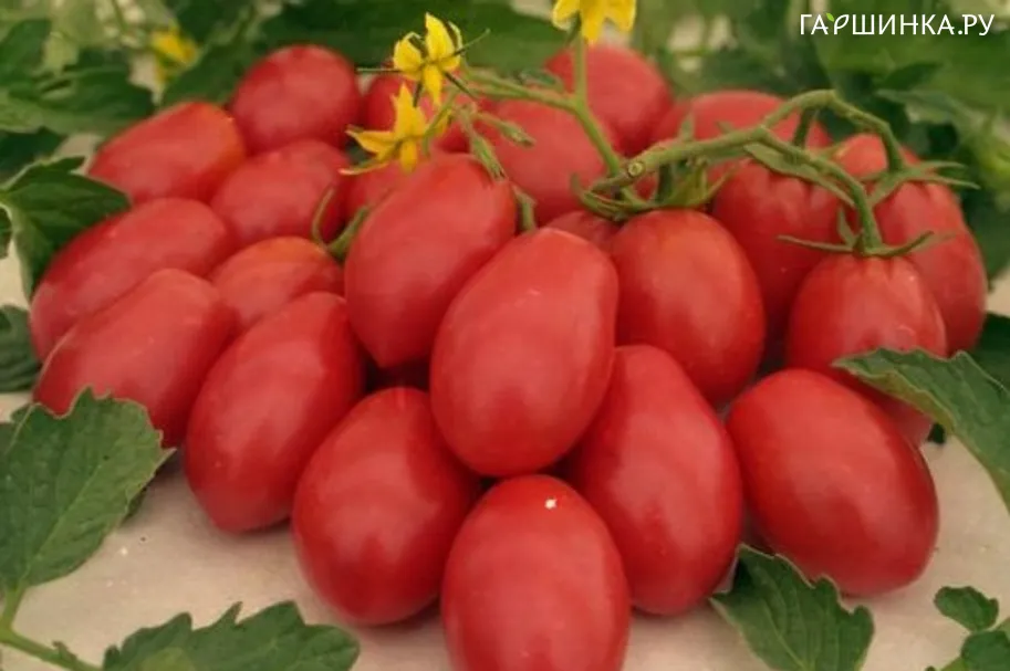 Томат Балерина 20 шт