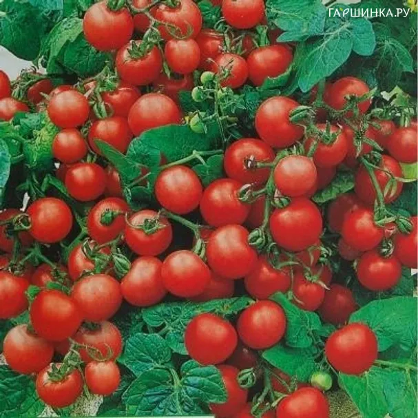 Томат Красная шапочка 20шт