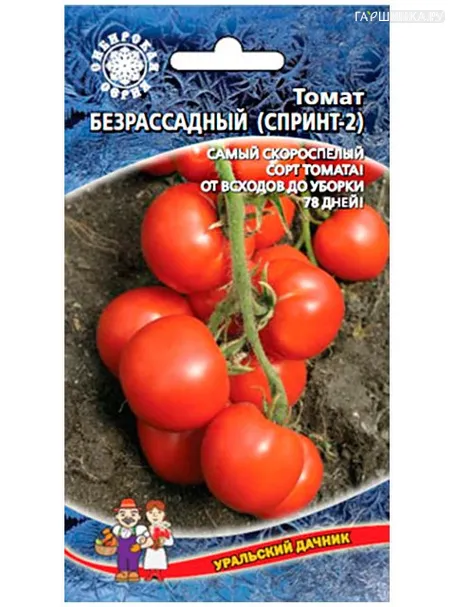 Томат Безрассадный