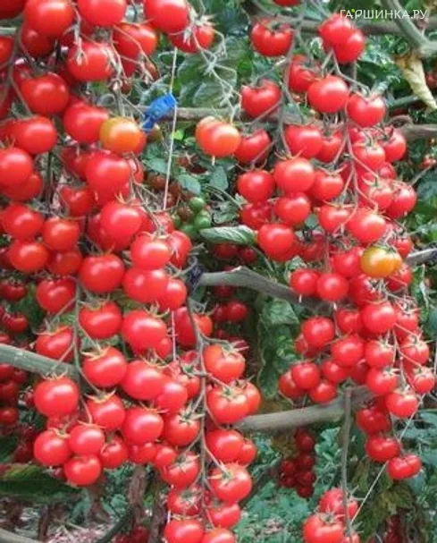 Томат Вишня зимняя