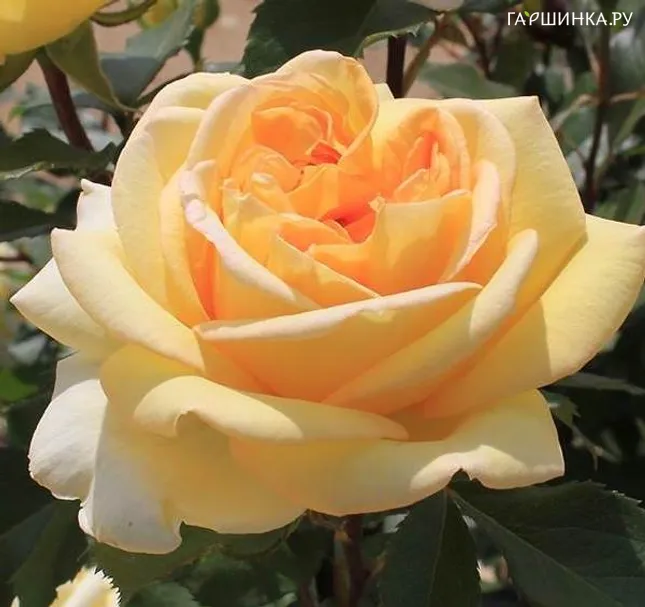 Роза Торх чайно-гибридная, Imperial Rose