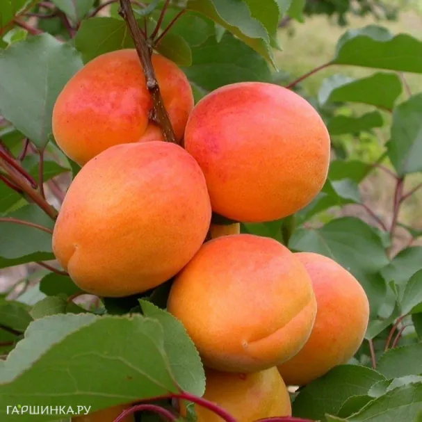 Абрикос Триумф северный