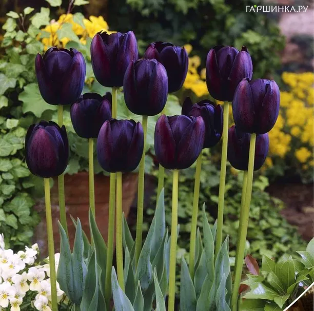 Тюльпан Квин оф Найт простой поздний 5шт.