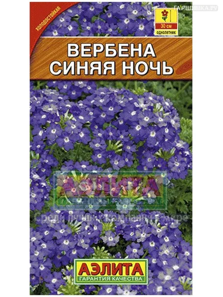 Вербена Синяя ночь