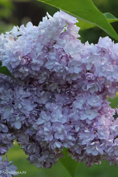 Сирень Виктор Лемуан