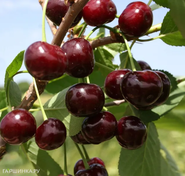 Вишня Жуковская