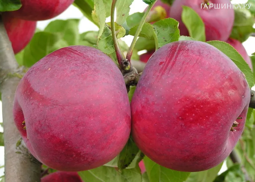 Яблоня Дарунак