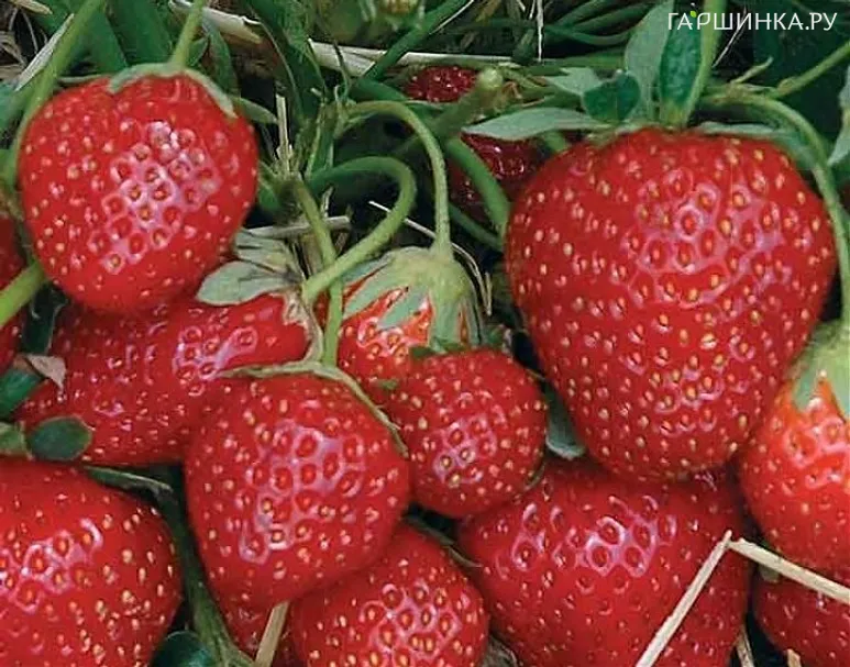 Клубника Зенга Зенгана