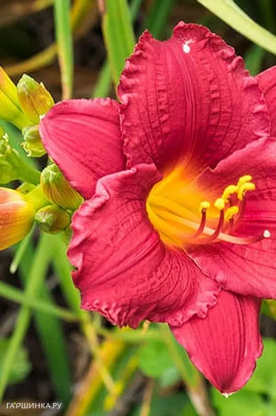 Лилейник Литл Бизнес