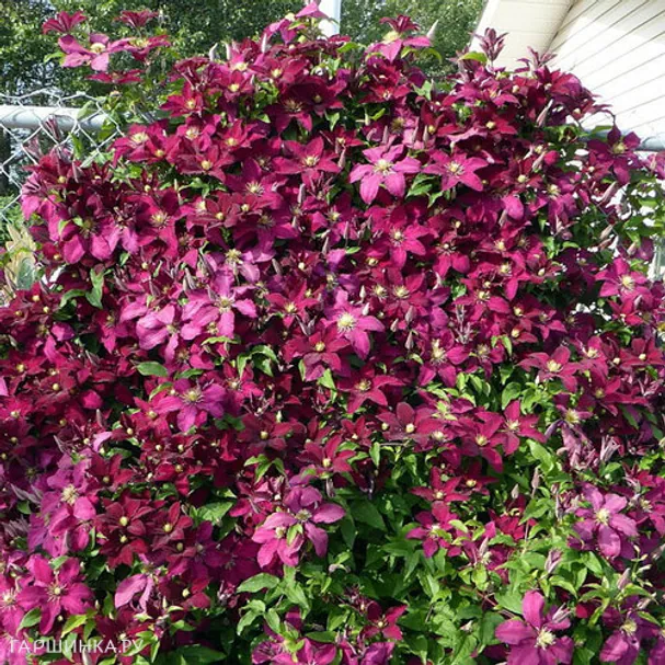 Клематис Рубра (3)