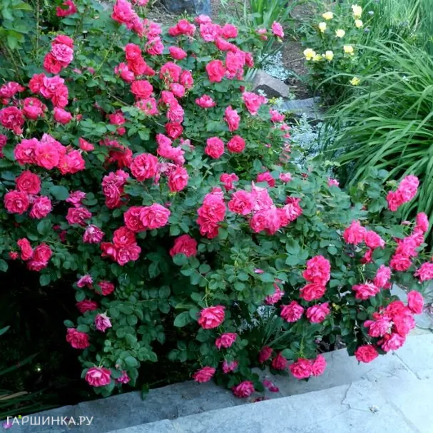 Роза Джордж Ванкувер канадская парковая (лиц)