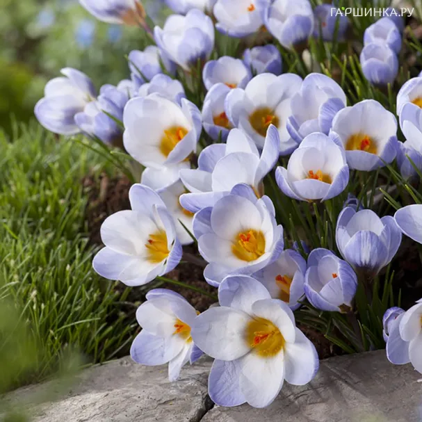 Крокус Блю Перл 15 шт