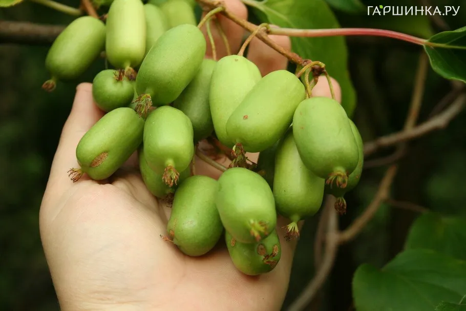 Актинидия (мини киви) Сентябрьская