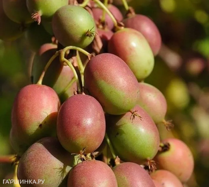 Актинидия (мини киви) Ананасная (женский сорт)